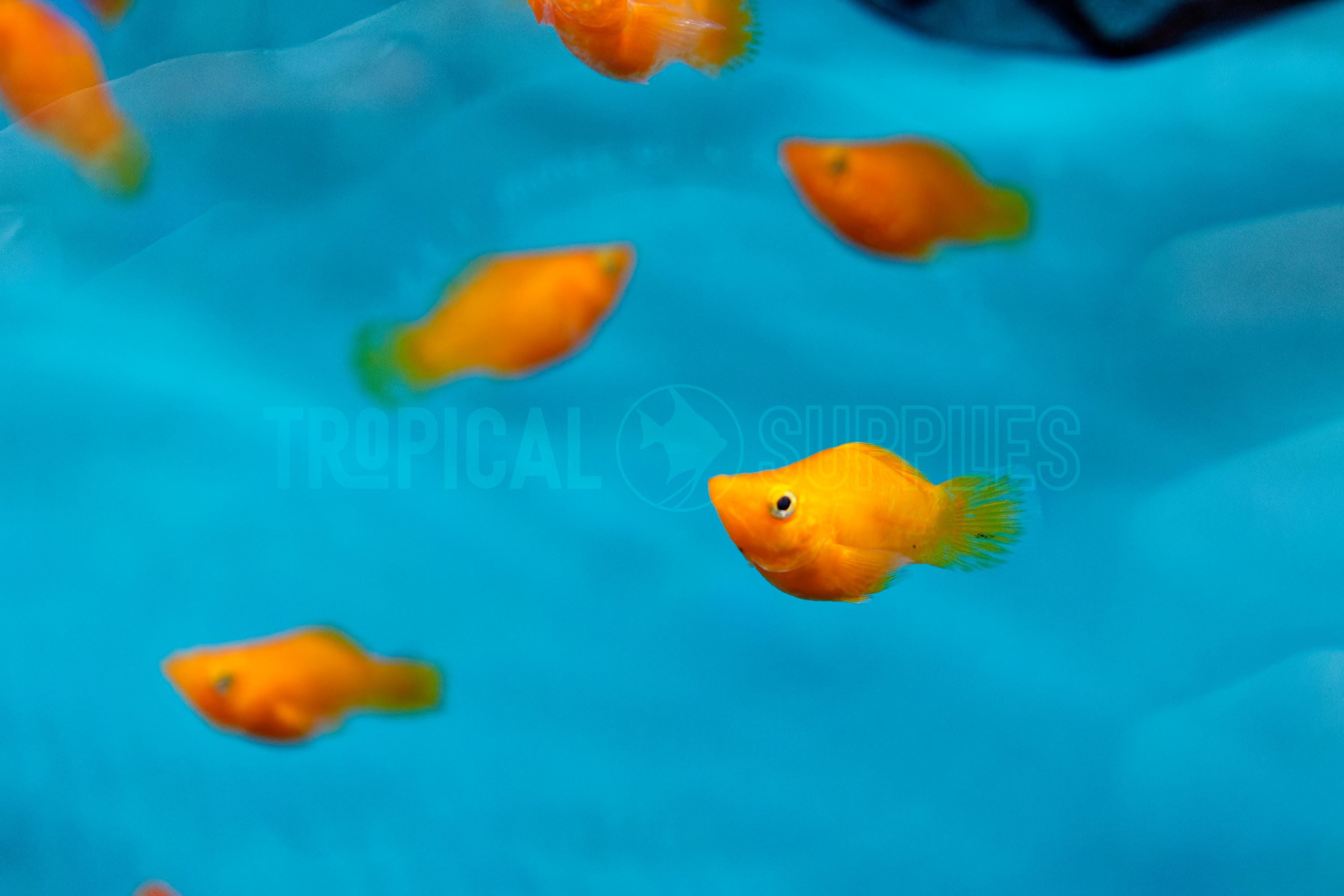 Orange Balloon Molly 3cm