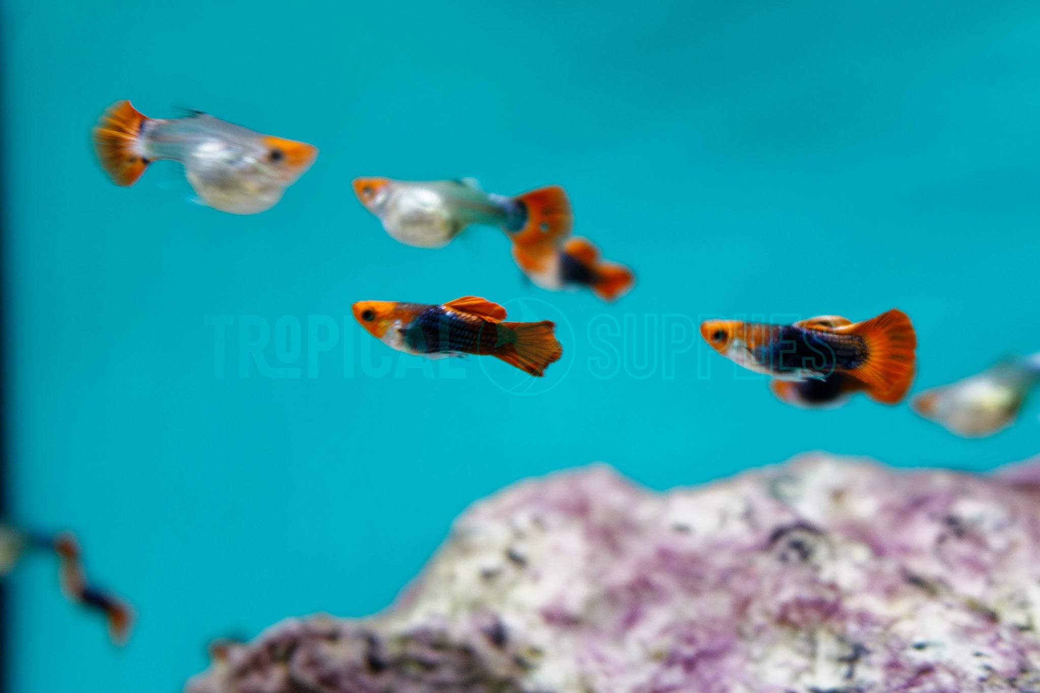 Koi Black Short Guppy Pair 3-4cm