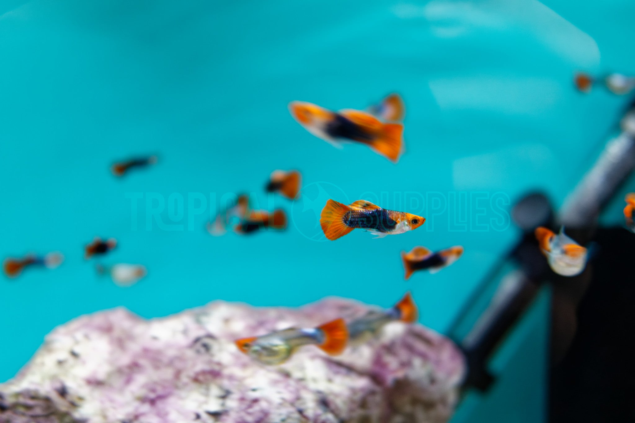 Koi Black Short Guppy Pair 3-4cm