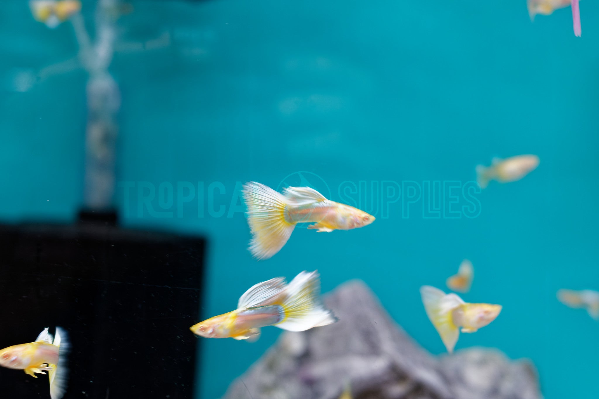 Albino Pingu Guppy Pair 3-4cm