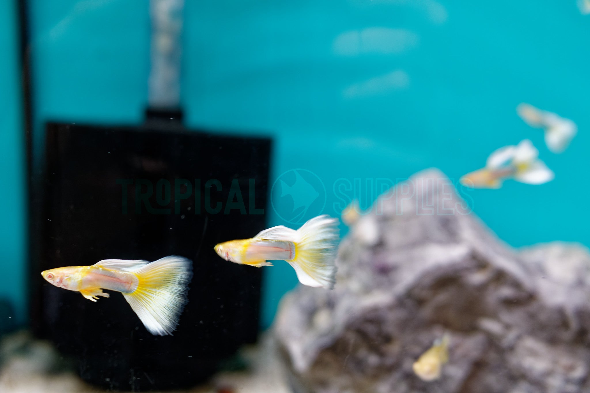 Albino Pingu Guppy Pair 3-4cm