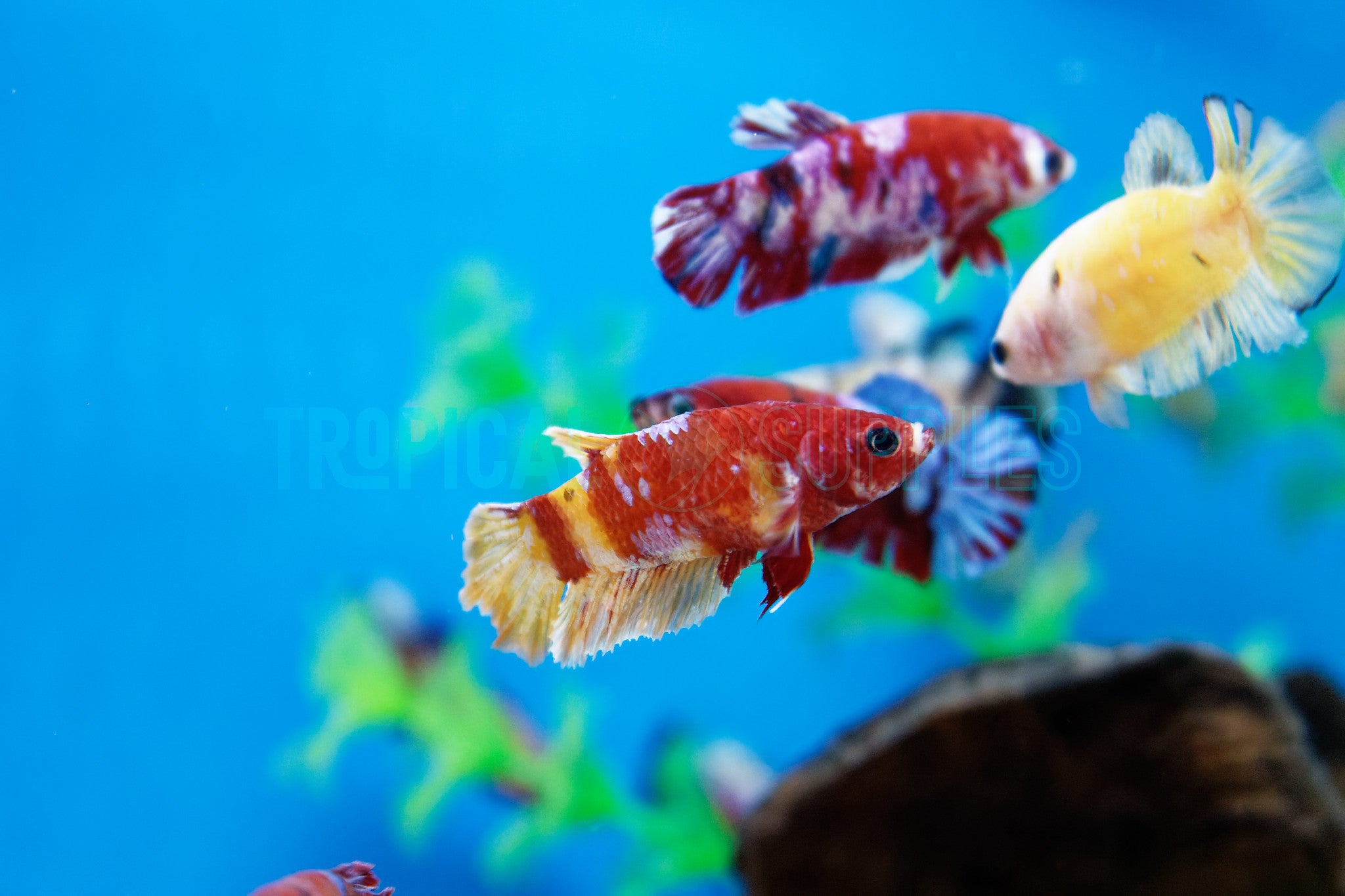 Red/Yellow Koi Female Betta Grade A 4cm