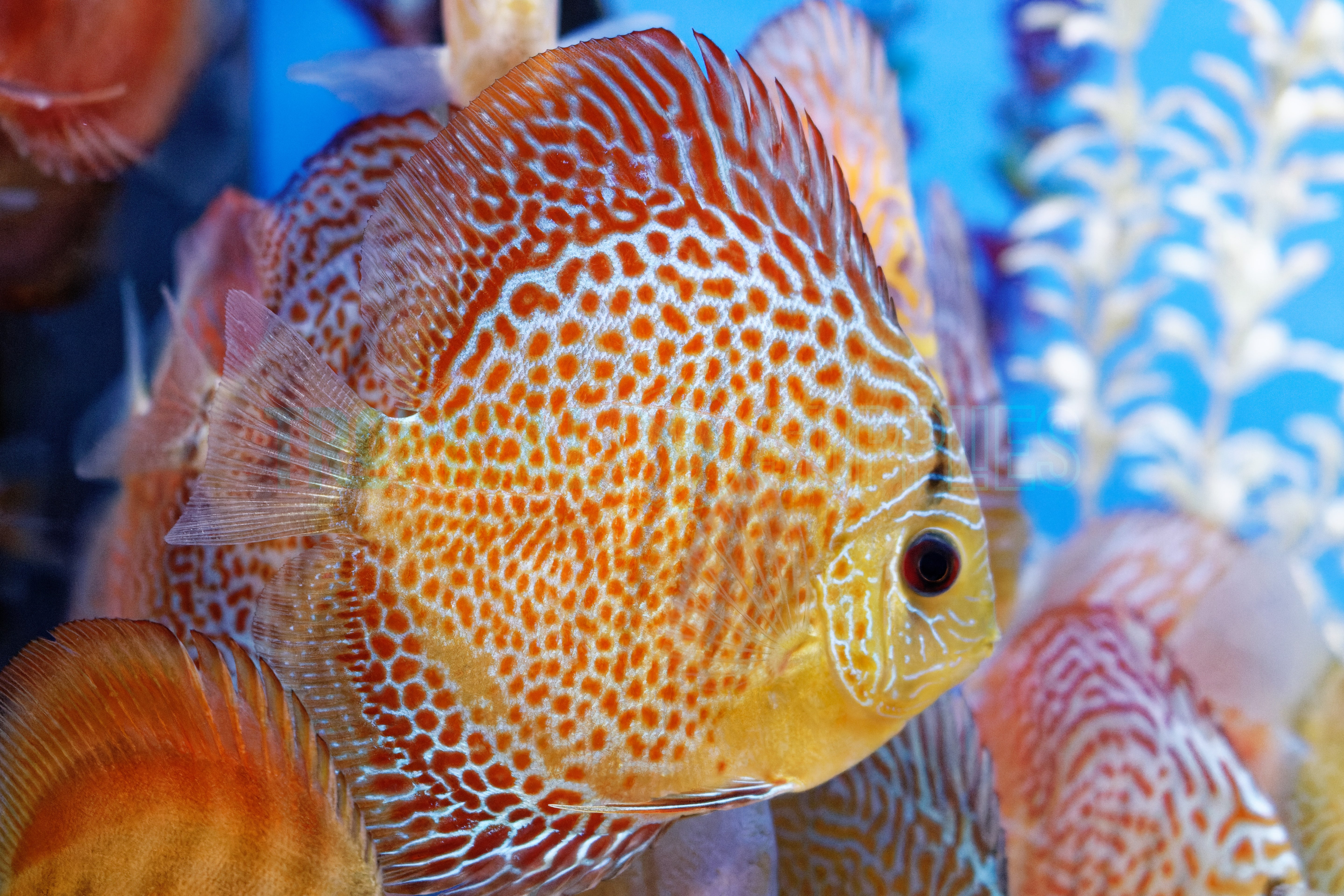 Assorted A-Grade Discus 10cm+ Body Size - Mr.Johns Discus Farm