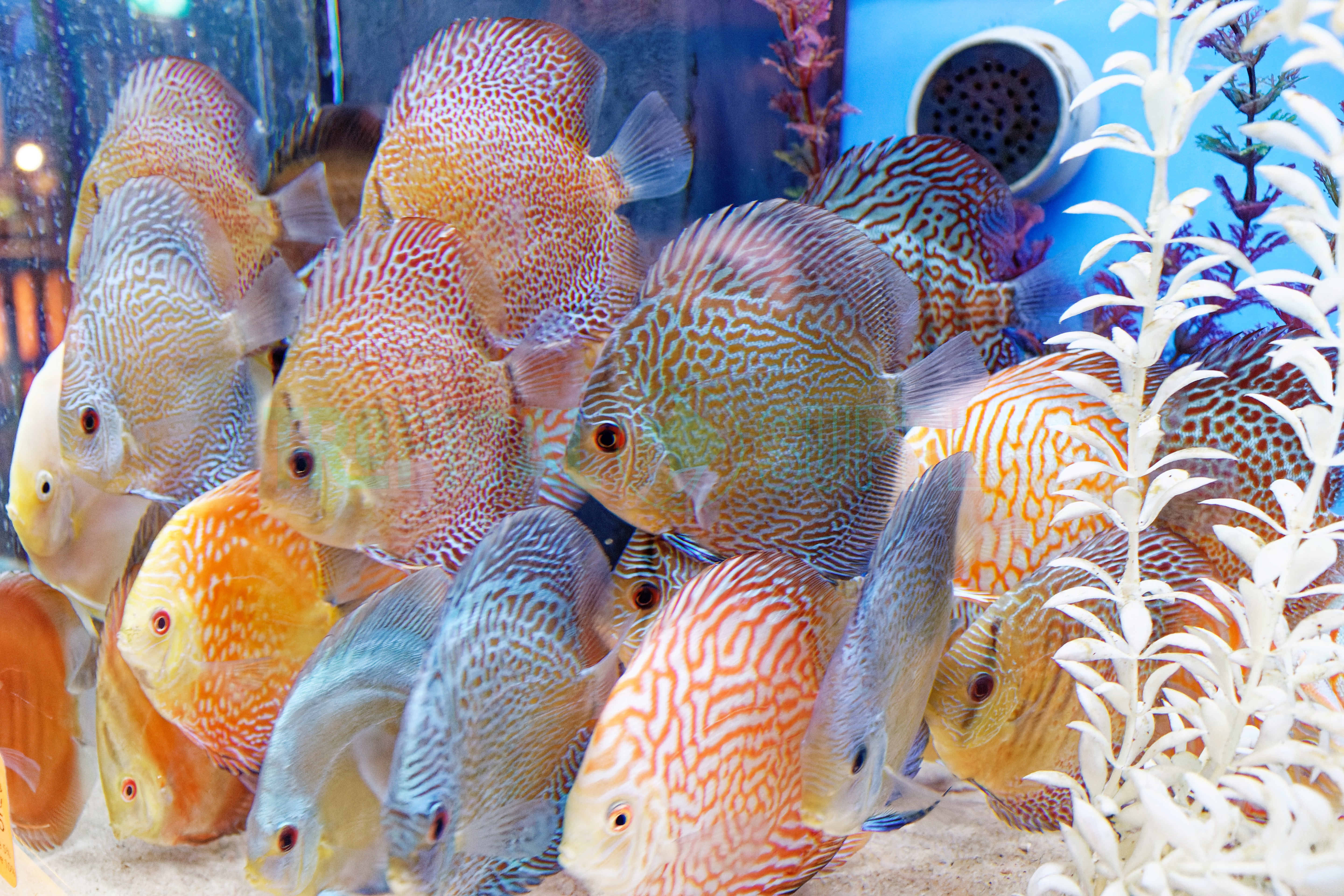 Assorted A-Grade Discus 10cm+ Body Size - Mr.Johns Discus Farm