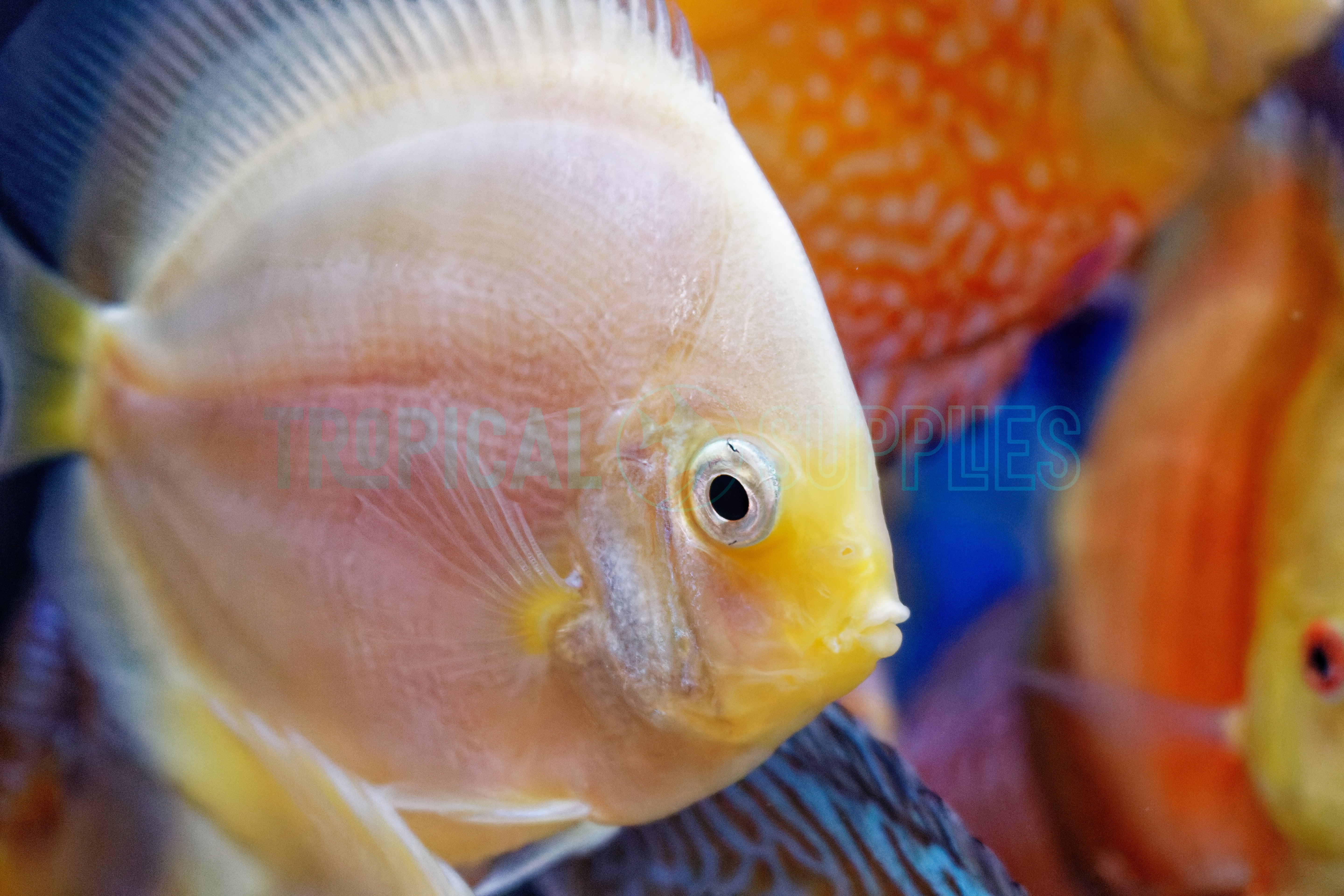 Assorted A-Grade Discus 10cm+ Body Size - Mr.Johns Discus Farm