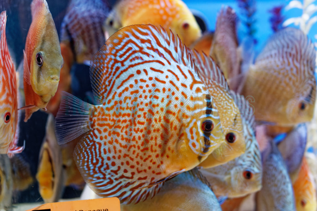High Grade Discus Assorted A Grade Discus 10-12cm+ Body Size - Mr.Johns Discus Farm