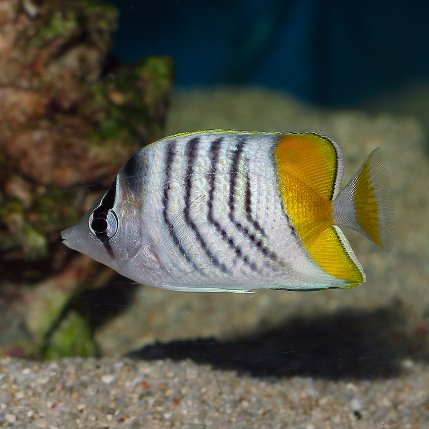 Pearlscale Butterfly - Fiji MED