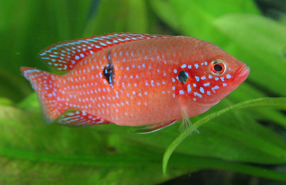 Jewel Cichlids 5cm