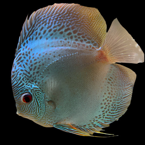 Blue Scorpion Snakeskin A Grade Discus 8cm+ Body Size - Mr.Johns Discus Farm