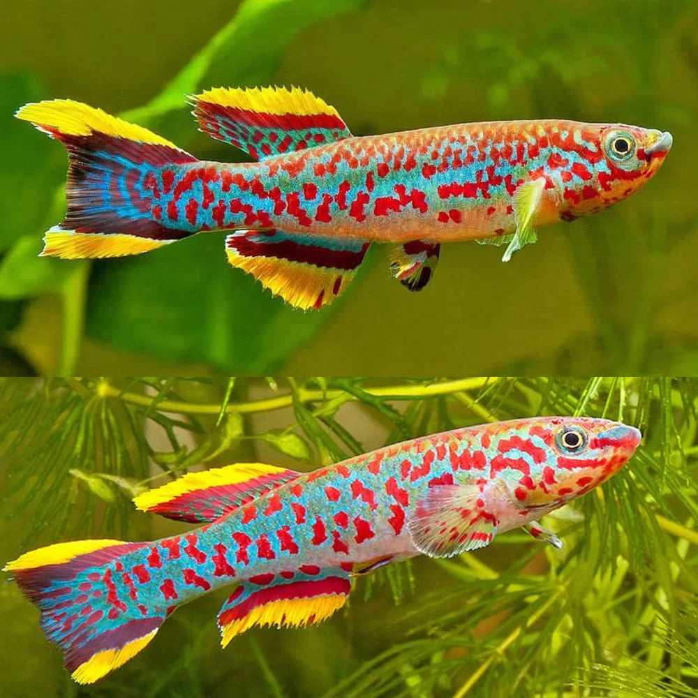 Gardeneri Killifish Pair 4cm