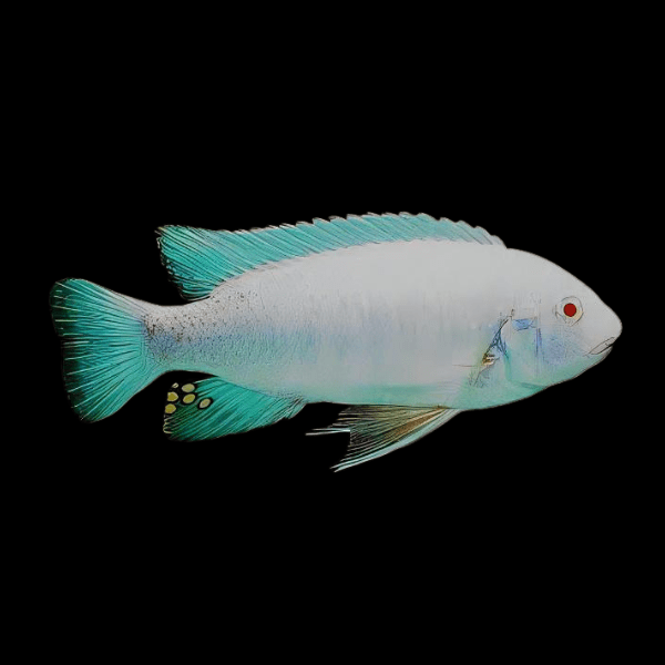 Labidochromis Fuelleborni Albino 6cm