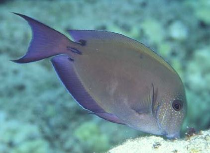 Lavender Tang MED