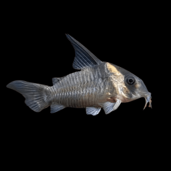 Corydoras CW45 5-6cm