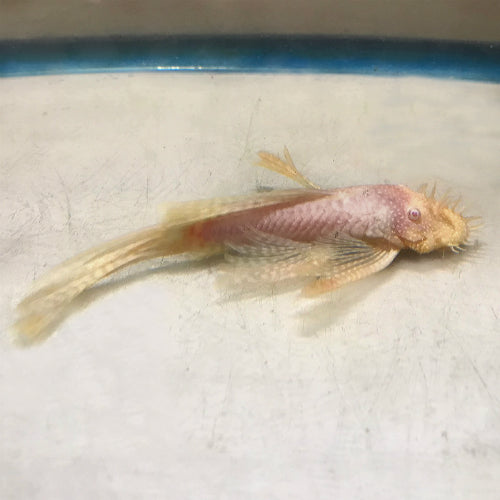 Albino Long Fin Bristlenose 4-6cm