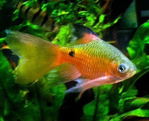 Green Rosy Barb Short Fin 3cm