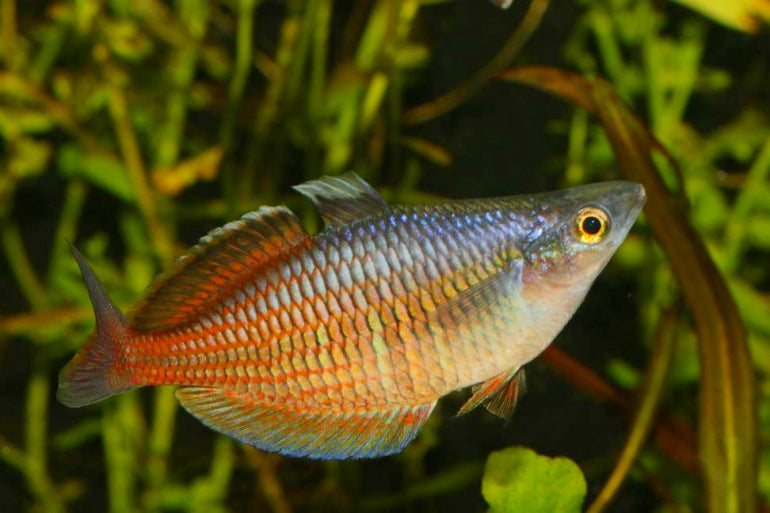 Ajamaru Lakes Rainbowfish 6-8cm