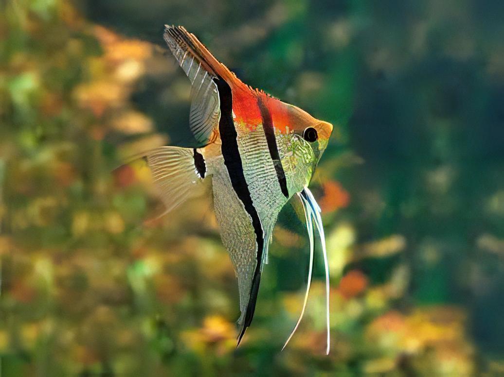 Manacapuru Red Back Angelfish 5cm