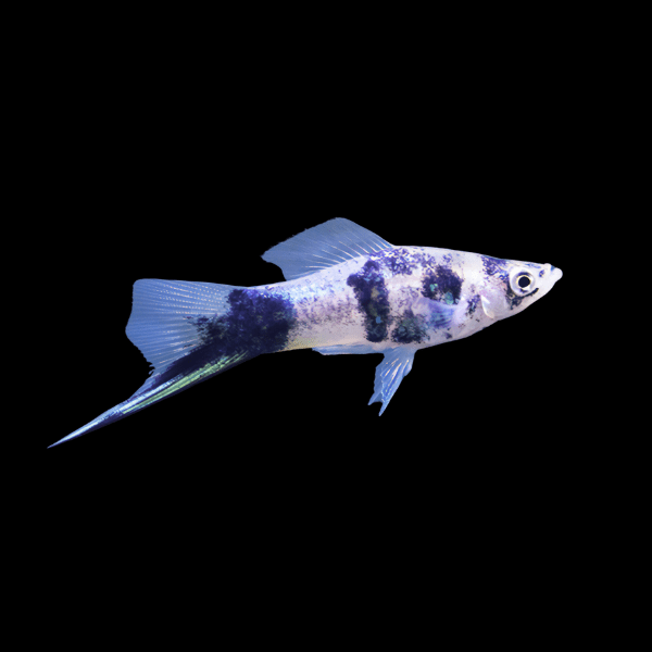 Black Marble Swordtail 4.5cm
