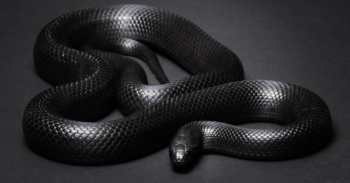 Mexican Black King Snake CB26