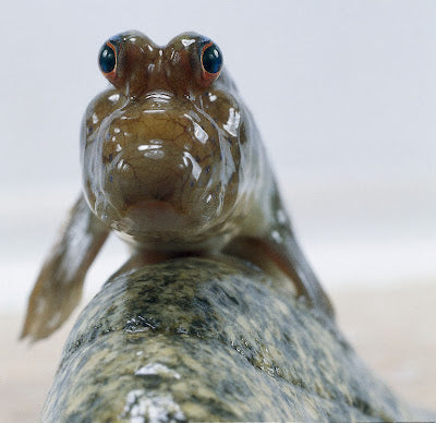 Mudskipper 4-7cm