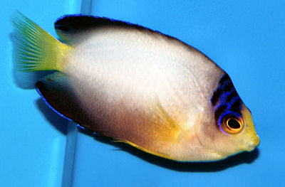 Multi Colour Angel MED