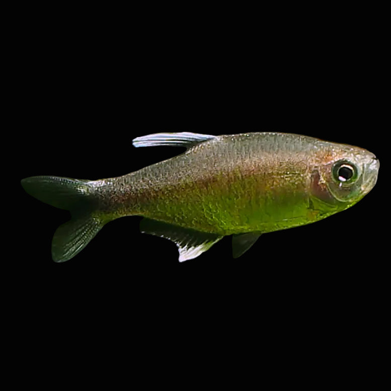 Nego Dagua Tetra 2-4cm - Tropical Supplies