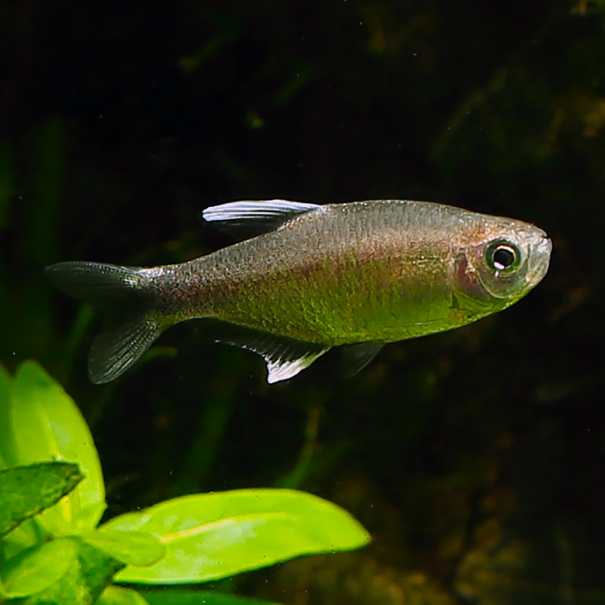 Nego Dagua Tetra 2-4cm