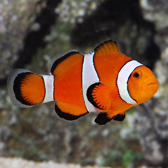 Percula Clown - Coral Sea