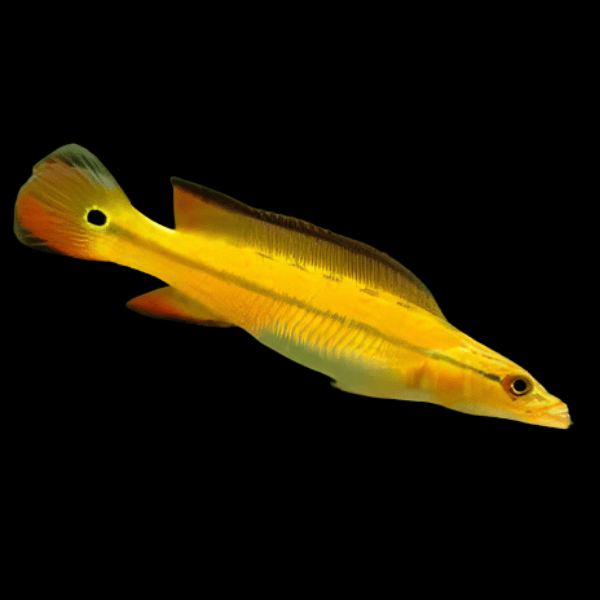 Orange Xingu Pike Cichlid 10cm