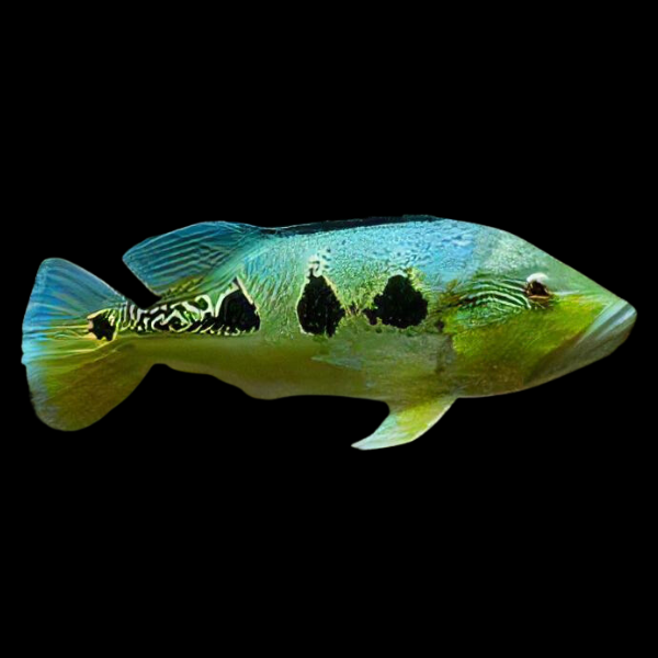 Orinoco Peacock Bass 8cm