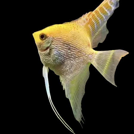 Golden Marble Angelfish 4cm