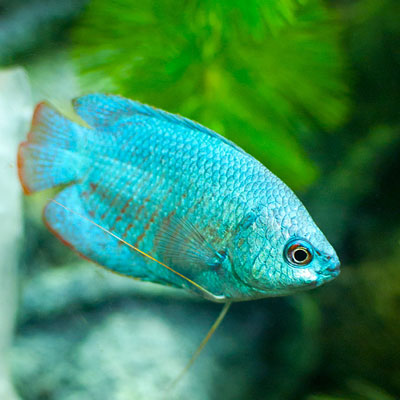 Powder Blue Dwarf Gourami 4cm