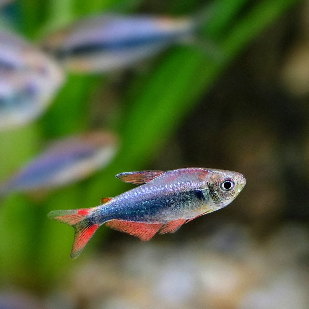 Peru Bleeding Blue Tetra 2.5cm