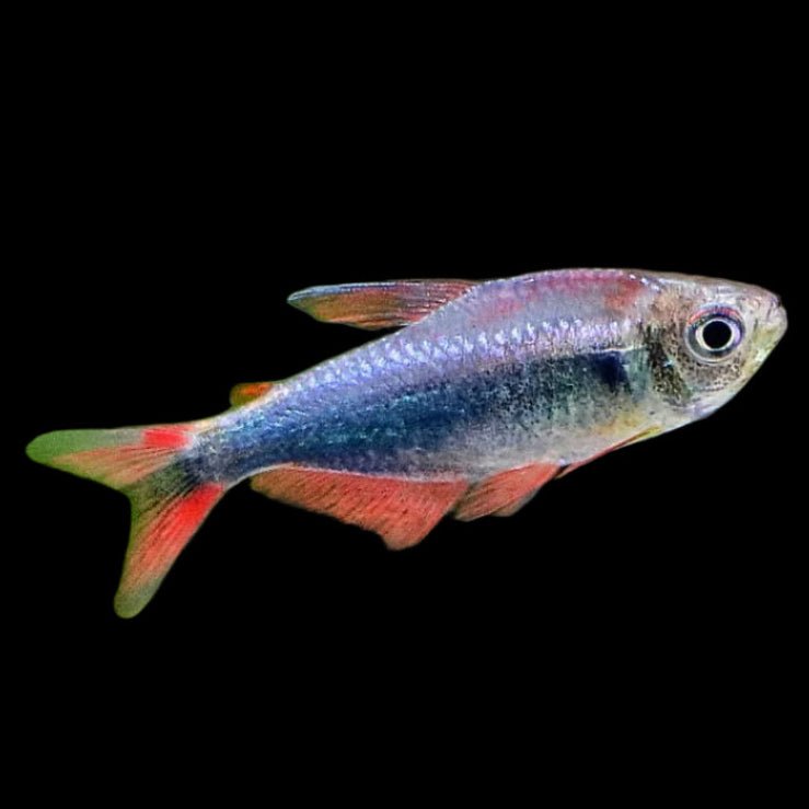 Peru Bleeding Blue Tetra 2.5cm - Tropical Supplies North East