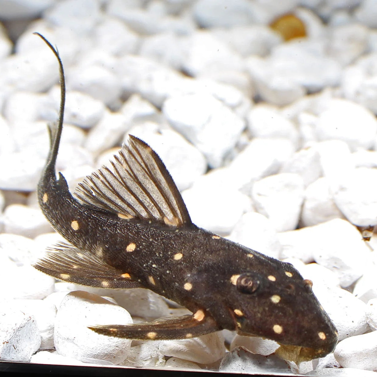 Orange-Spotted Dwarf Pleco LDA31 6-7cm