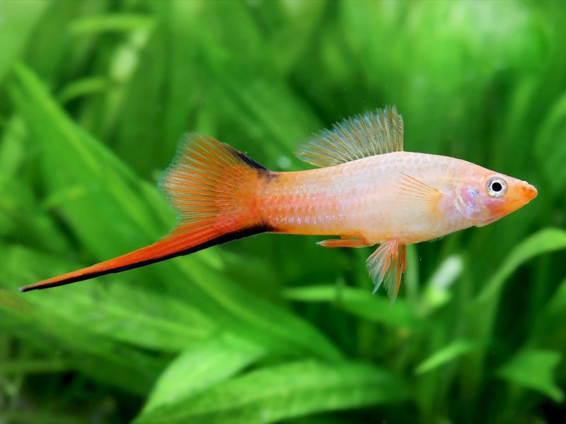 Pink Comet Swordtail 4cm