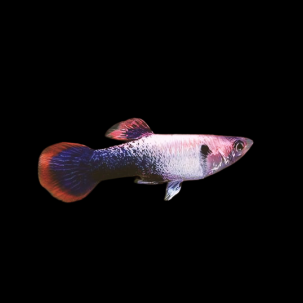 Pink Custard Male Guppy 3.5cm