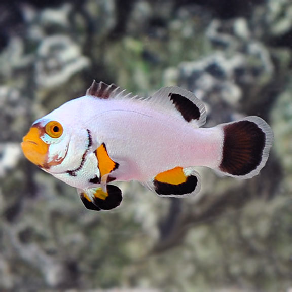 Platinum Clownfish – Tank Bred Pair MED