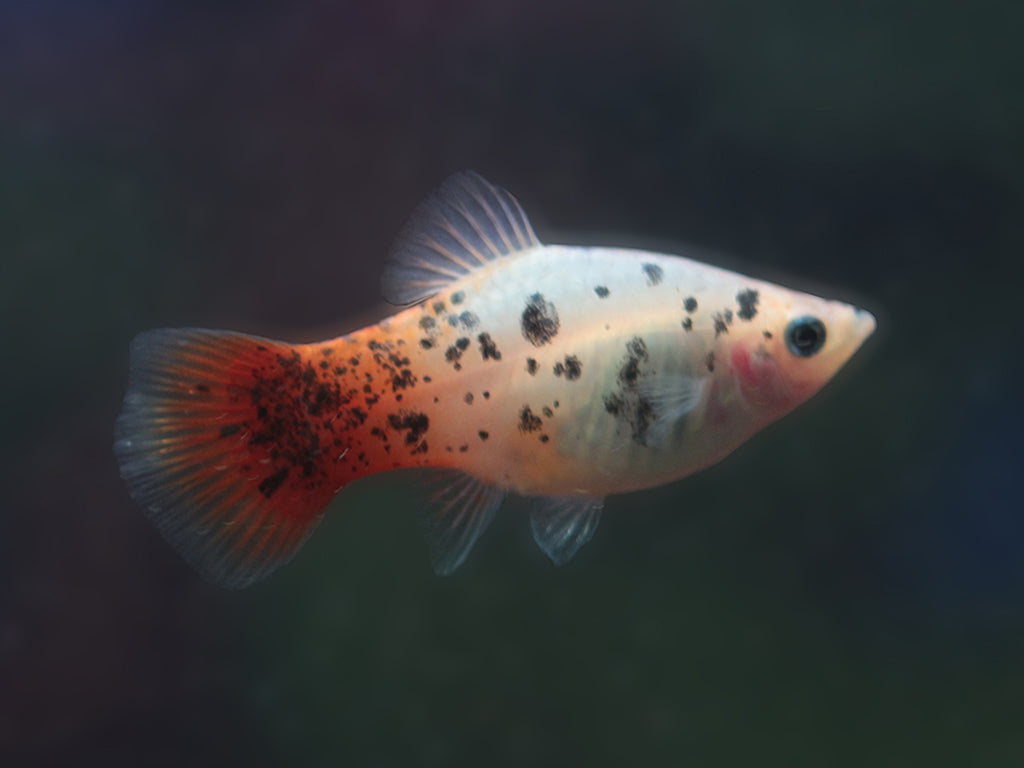 Red Flame Calico Platy 3.5cm