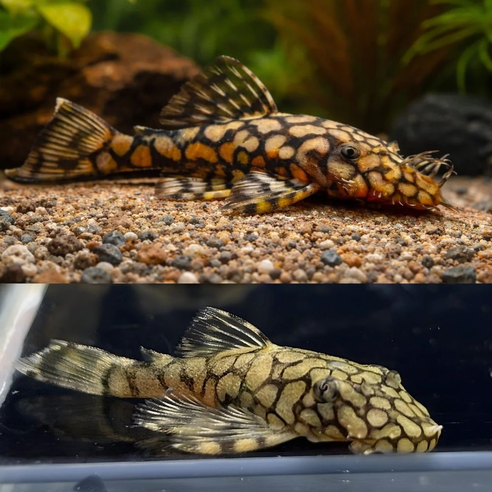 L519 Honeycomb Bristlenose 3-4cm