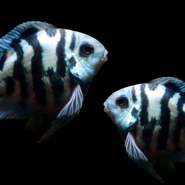 blue polar fish Polar Blue Cichlid 2cm