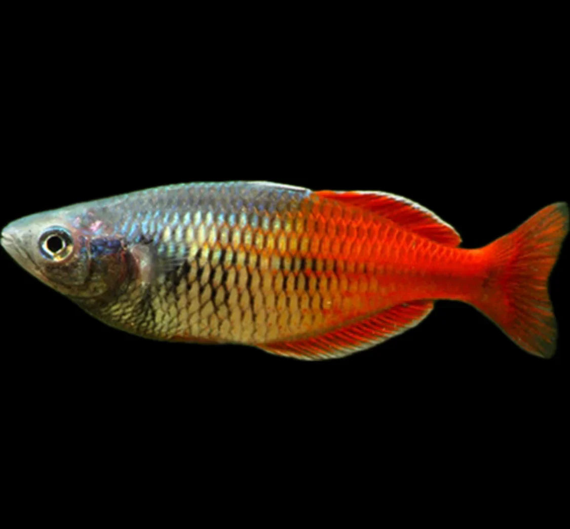 Fire Red Boesemani Rainbow 4-5cm
