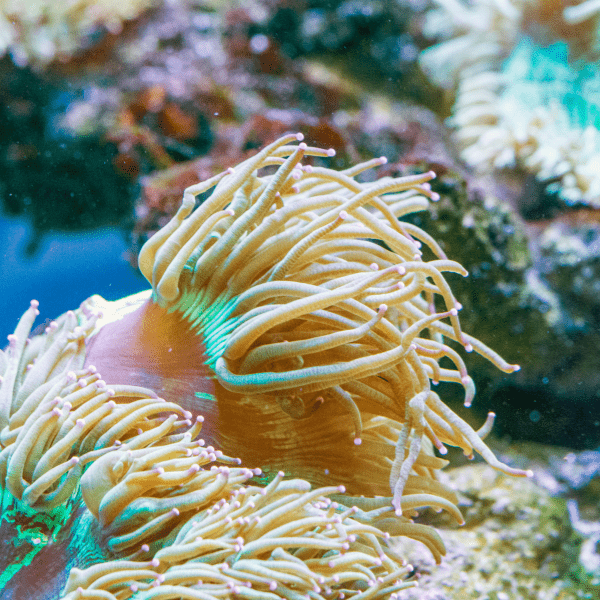 Sand Anemone - Light Coloured SML