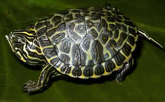 River Cooter Turtle - Collection Only