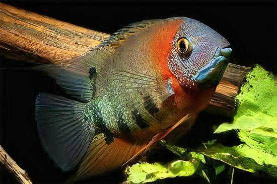 Red Necked Rotkeil Severum 5cm