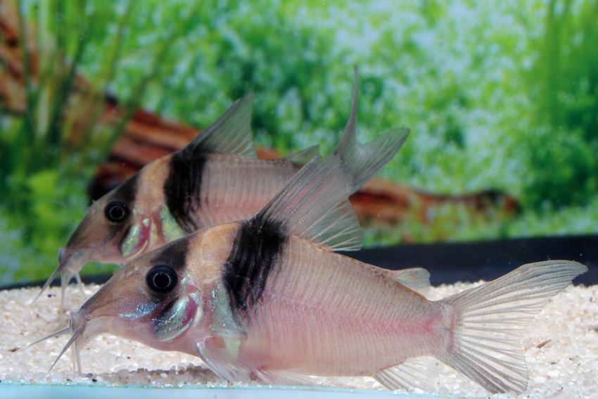 Corydoras Virginiae 4-5cm