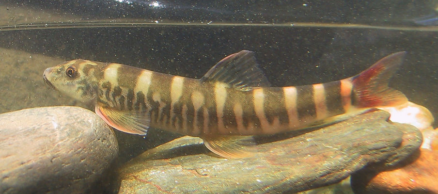Red Tail Zebra Loach 8-10cm - Tropical Supplies North East