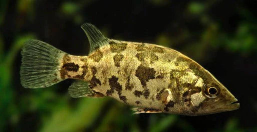 Asian Leave Fish 4cm