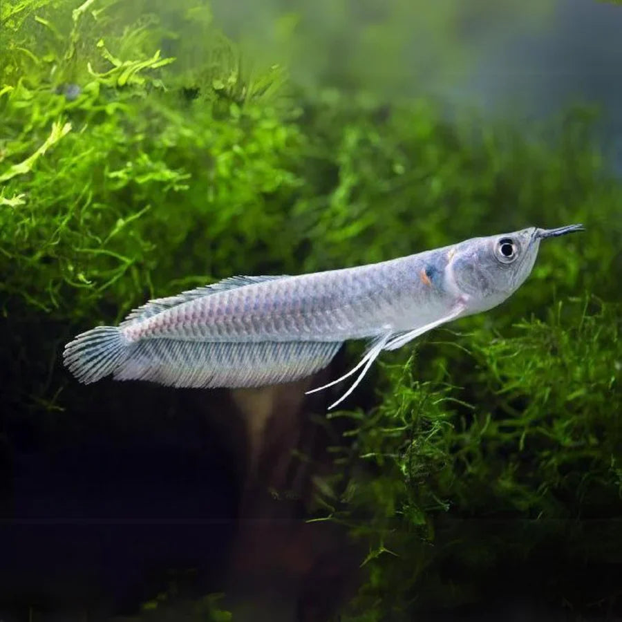 Silver Arowana 3-4"