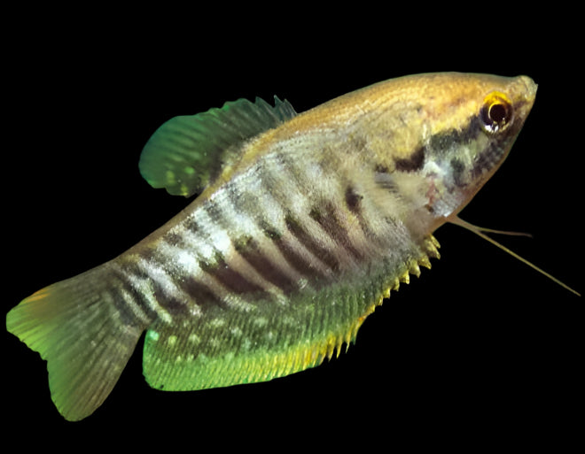 Snakeskin Gourami 6cm